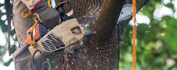 Best Hazardous Tree Removal  in Blythewood, SC