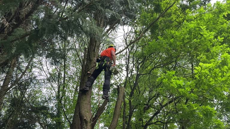 Best Lot and Land Clearing  in Blythewood, SC