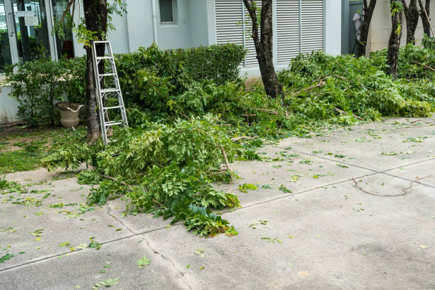 How Our Tree Care Process Works  in  Blythewood, SC