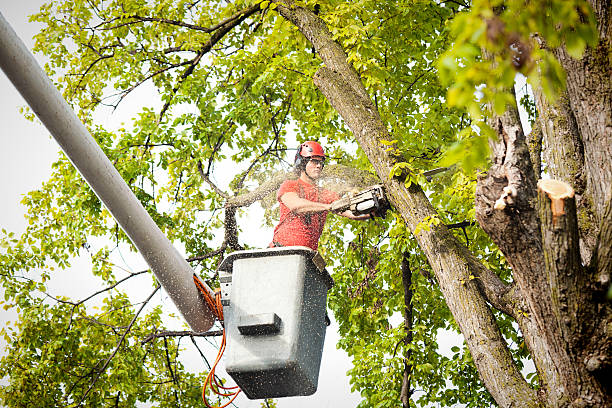 Best Tree Disease Treatment  in Blythewood, SC