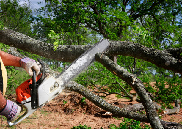 Best Seasonal Cleanup (Spring/Fall)  in Blythewood, SC